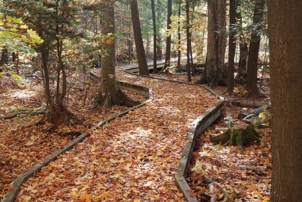 Awenda Provincial Park Beaver Pond Trail