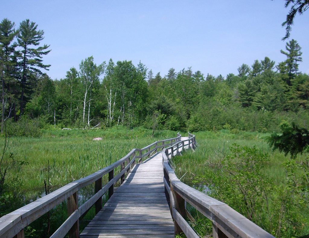 Louden Bog Trail Boardwalk