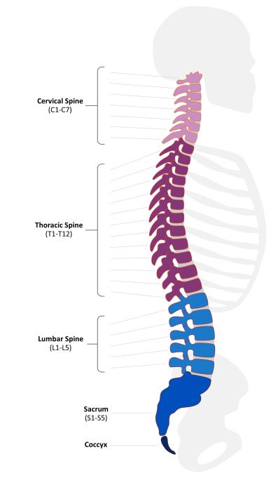 Spinal Cord Diagram