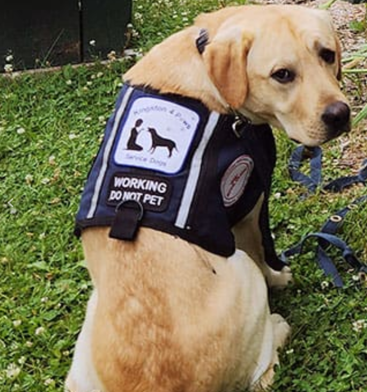 guide dog with vest