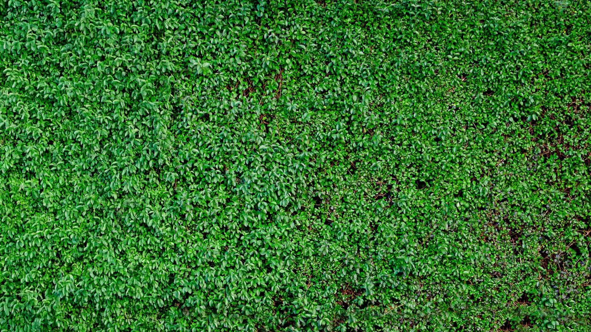 Green Hedge