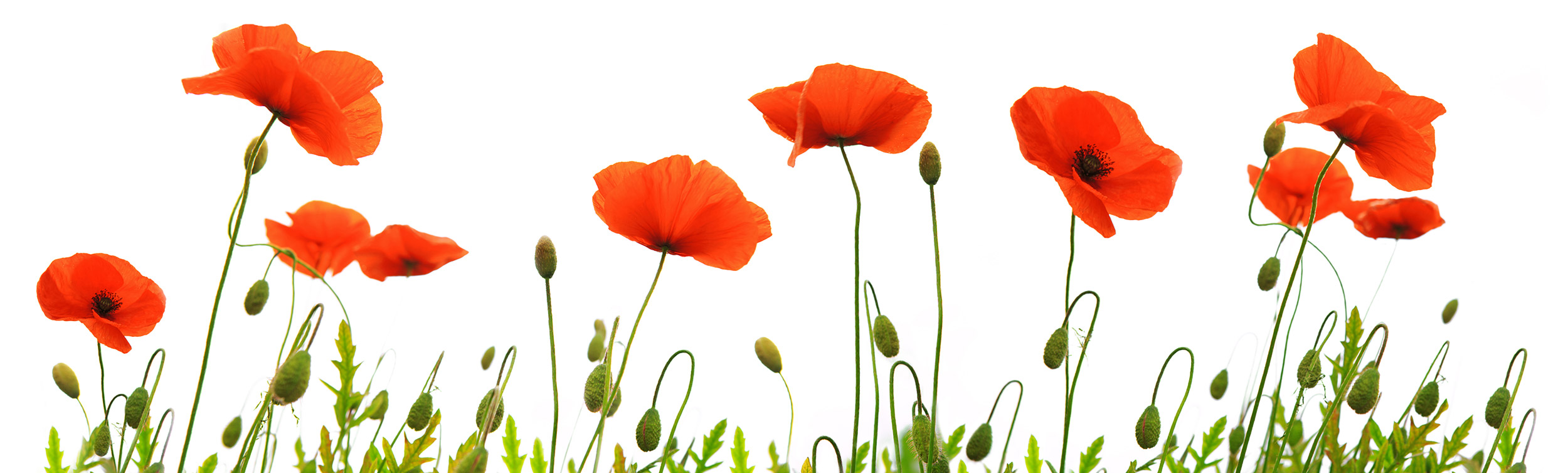 poppies