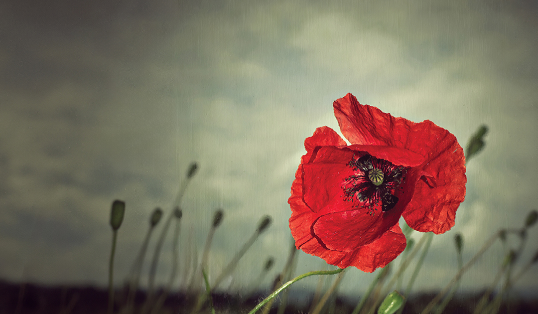 rememberance poppy