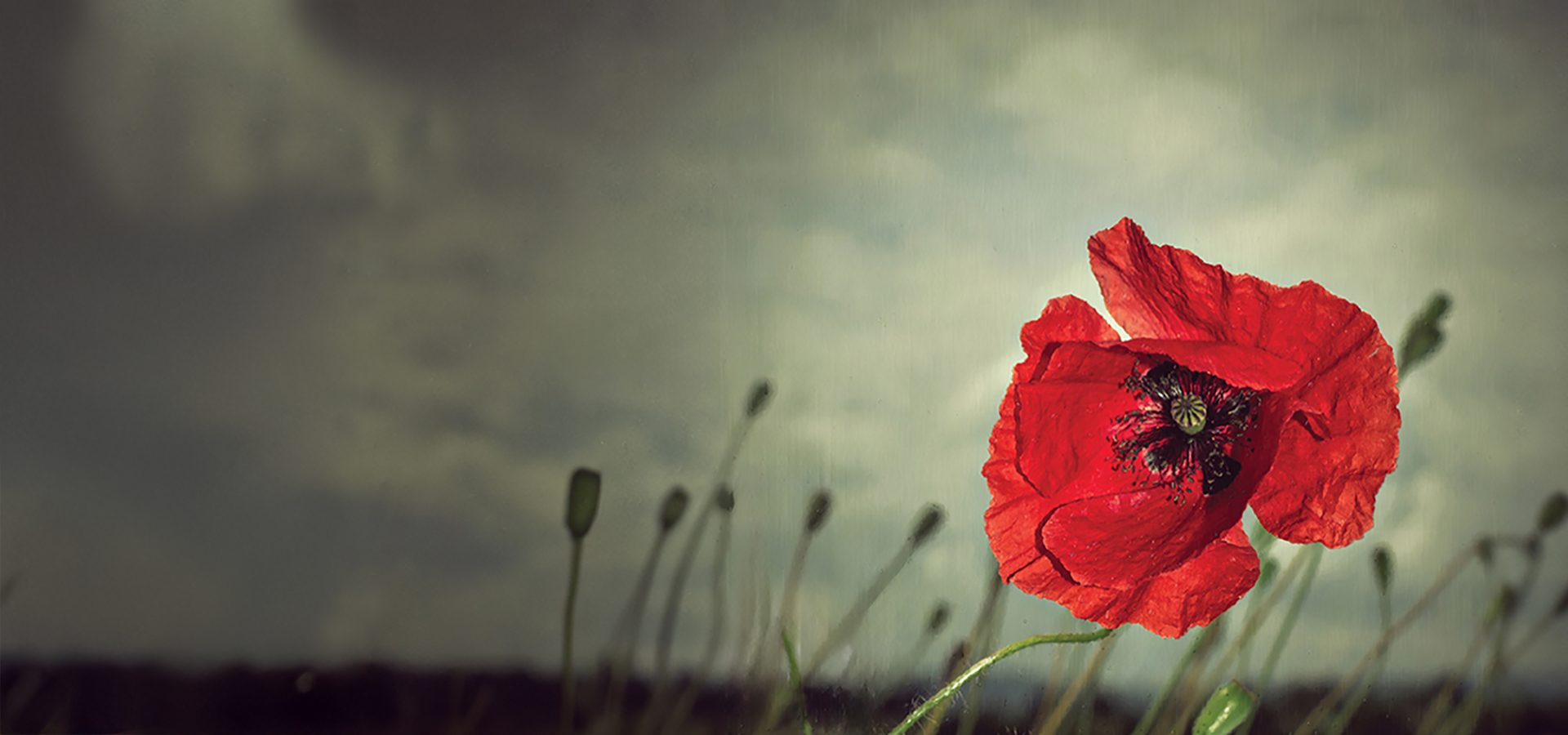 rememberance poppy